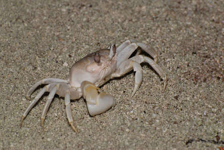 Small sand crab standing on the sandy beachの写真素材