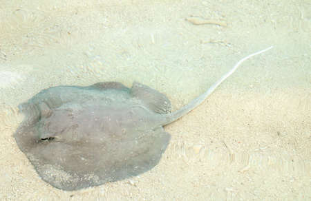 Stingray fish (Dasyatis pastinaca) laying in the shallow waters of Maldivian beaches - shot from the above the water levelの写真素材