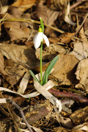 Fresh snowdrop flowers having just grown from old dry leaves の写真素材