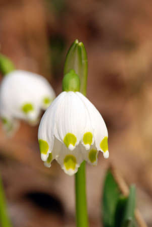 Fresh snowflake flowers having just grown from old dry leaves の写真素材