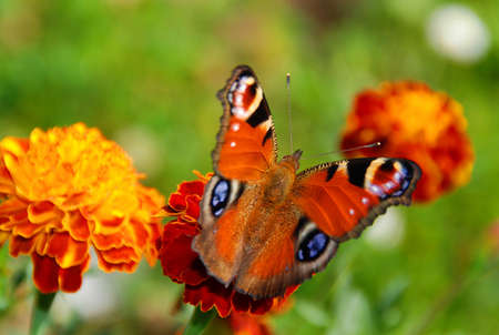 Peacock butterfly on a maringoldの写真素材