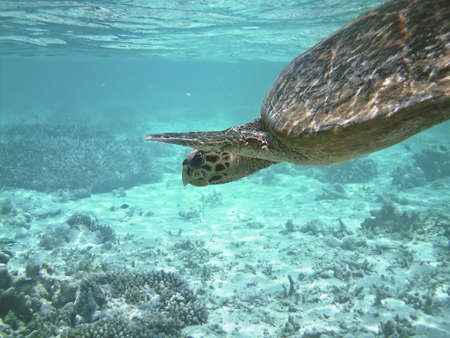 Sea turtle is swimming over a coral reef with various fishの写真素材