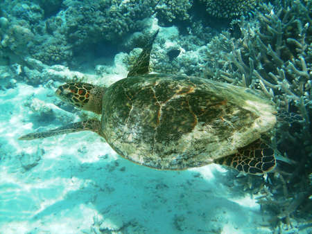 Sea turtle is swimming over a coral reef with various fishの写真素材