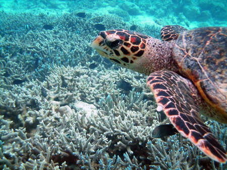Sea turtle is swimming over a coral reef with various fishの写真素材