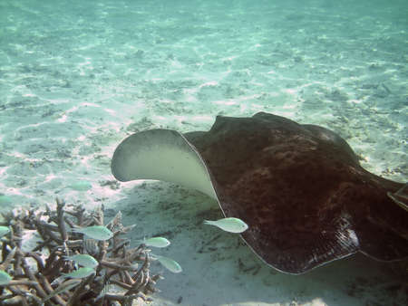 Mating Southern Atlantic Stingray (Dasyatis americana) の写真素材