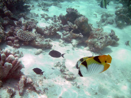 Life underwater - lined butterflyfish and a coral reefの写真素材