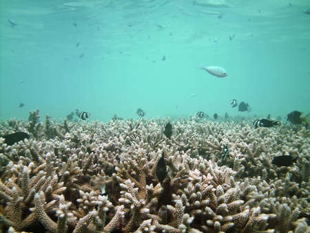 Tropical fish kingdom - coral reef in the maldivian seaの写真素材