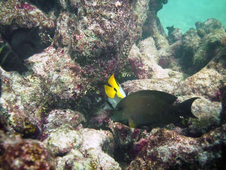 Tropical fish kingdom - coral reef in the maldivian seaの写真素材