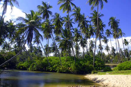 Beautiful palm groove and turquoise tropical seaの写真素材