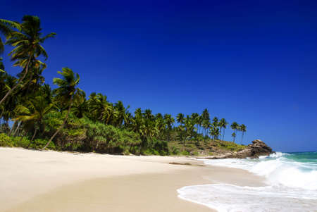 Tropical paradise in Maldives with palms hanging over the beach and turquoise seaの写真素材