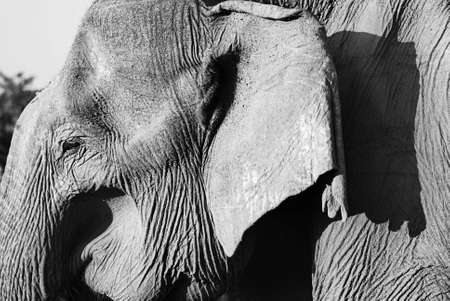 Detail of a very old wild elephant (lephus maximus vilaliya) in balck and white. Safari in a National Park Yala, Sri Lanka の写真素材