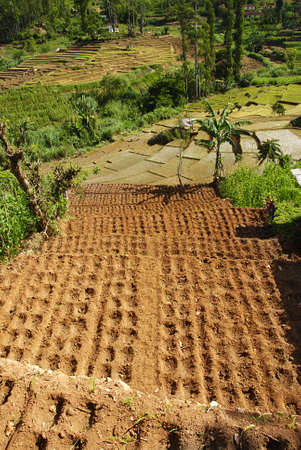Beautiful rice terraces in the mountains of Sri Lankaの写真素材