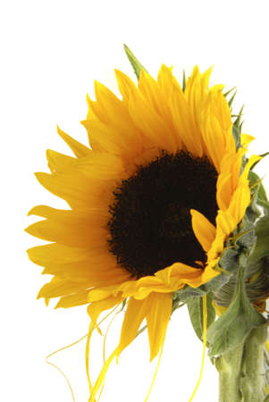 Beautiful yellow blooming sunflower isolated on whiteの写真素材