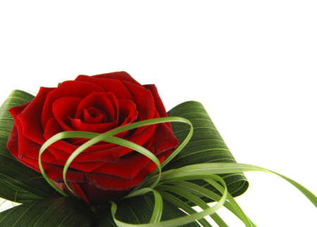 Beautiful red rose with decorative leaves isolated on whiteの写真素材