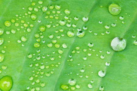 Drops of dew water on a fresh green hosta leaf 
の写真素材