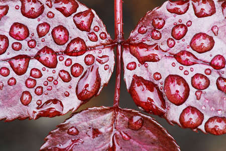 Drops of dew water on a red fresh rose leafの写真素材