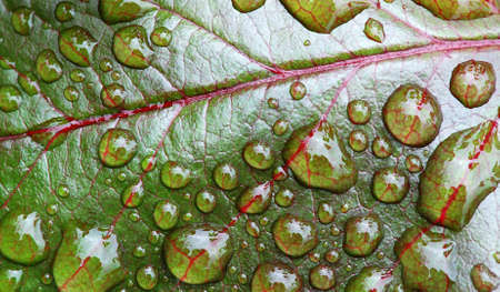 Drops of dew water on a green fresh rose leafの写真素材