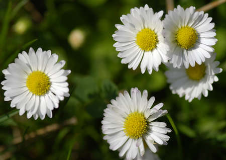 Five small daisies in the green grassの写真素材