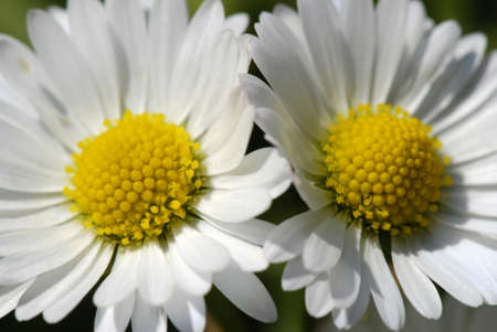 two small daisies in the green grassの写真素材