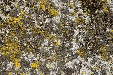 Old stone covered by moss and lichen. Excellent textureの写真素材