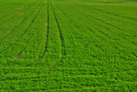 HDR image of a lush green spring fieldの写真素材