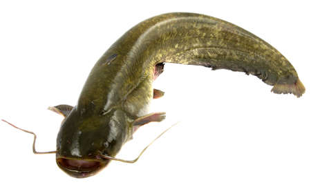 Large 20kg bullhead (silurus glanis) fish isolated on whiteの写真素材