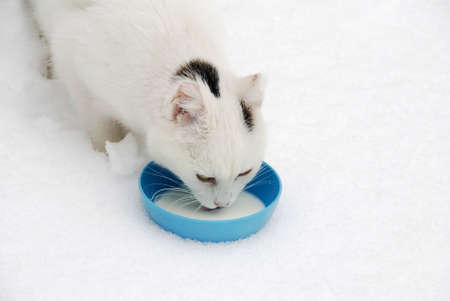 White stray cat is standing in the snow and is drinking milk from the blue bowlの写真素材