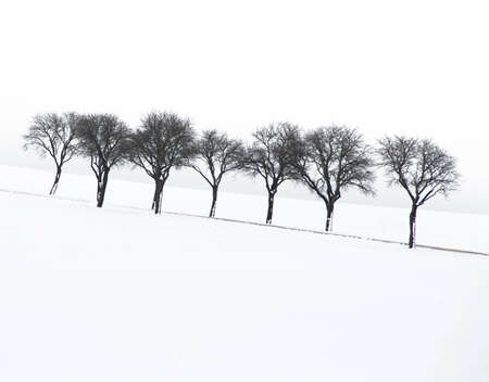 Row of trees buried in the snow. Winter landscape の写真素材