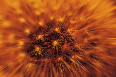Defocused dandelion
