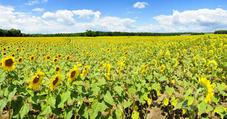 Wide panoramic photo of a beautiful sunflower field in the southern Moravia, Czech Republicの写真素材