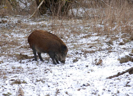 Wild boar is looking for some food - but it is hidden in a frozen landの写真素材