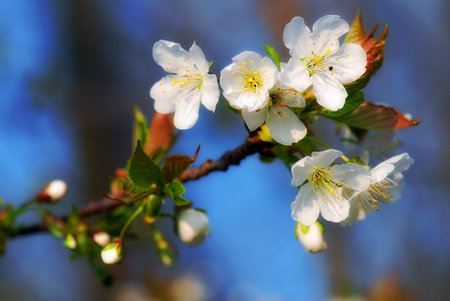 Spring bloom of a wild apple tree with a blue sky