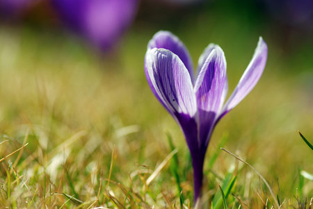 Single crocus flower in the grass with shallow DOF