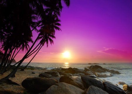 Beautiful colorful sunrise over sea and boulders seen under the palms on Sri Lankaの写真素材