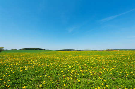 Beautiful spring panoramatic shot with a dandelion meadow