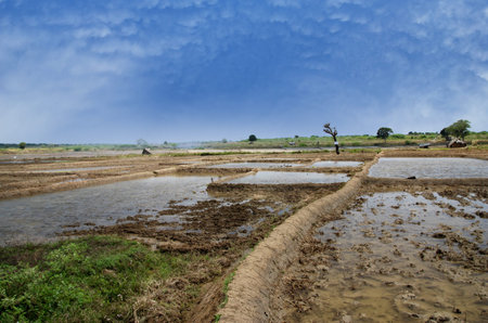 Rice field is getting ready for a new season