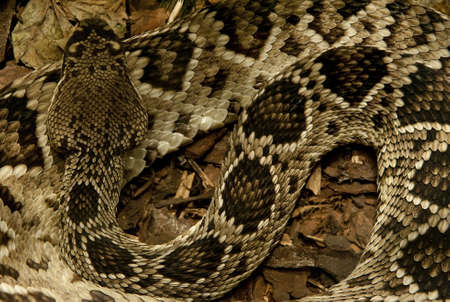 Detailed background of a large python snake sleepingの写真素材