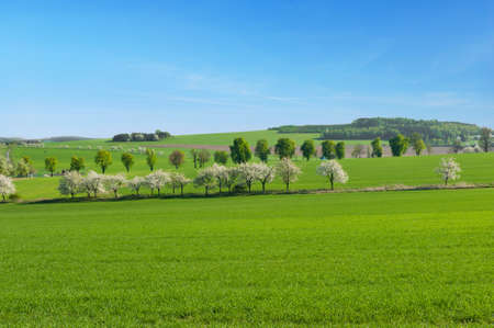 Beautiful spring landscape with green field and blooming trees