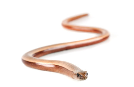 Young slowworm (Anguis fragilis) isolated on white background 