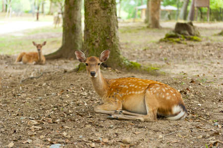 One of the famous sacred sika deers in Nara, Japanの写真素材