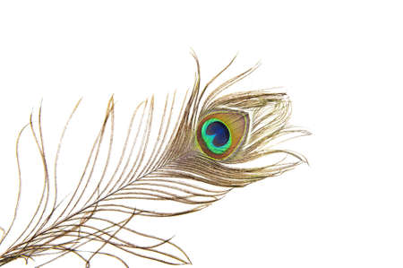 Detailed photo of a beautiful vivid peacock feather isolated on whiteの写真素材