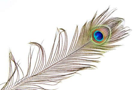 Detailed photo of a beautiful vivid peacock feather isolated on whiteの写真素材