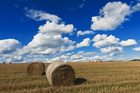 Field after harvest and blue sky with white cloudsの写真素材