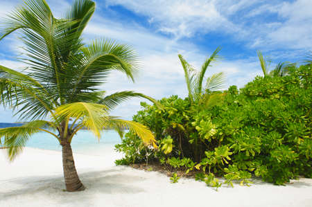 Beautiful tropical paradise in Maldives with palm, white beach and turquoise seaの写真素材