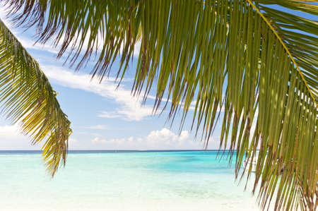 Beautiful tropical turquise sea seen through the palm leaves in the Maldives の写真素材