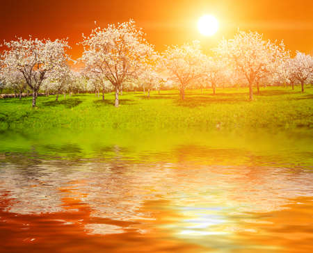 Apple Orchard in the middle of the spring season at sunset is reflecting in the waterの写真素材