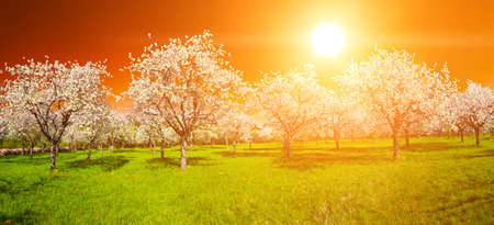 Apple Orchard in the middle of the spring season at sunset. Panoramic photo. の写真素材