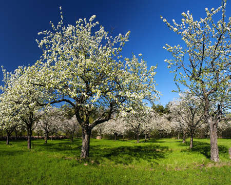 Apple Orchard in the middle of the spring season. Panoramic photo. の写真素材