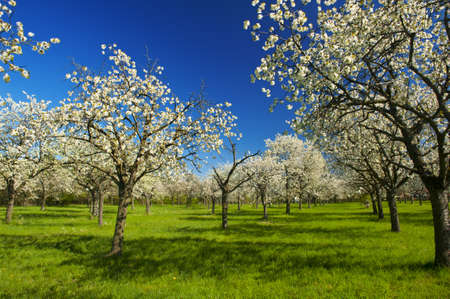 Apple Orchard in the middle of the spring season. Panoramic photo.