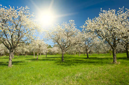 Apple Orchard in the middle of the spring season at sunsetの写真素材